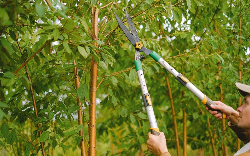 Tree trimming in Morris, NY
